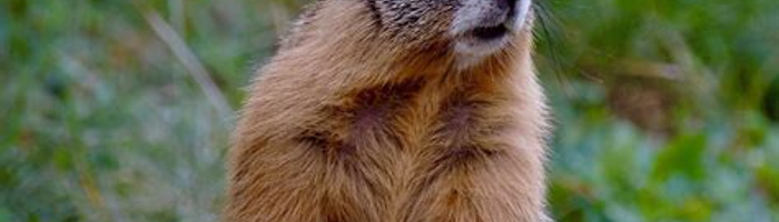 Marmotte