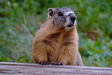 miniature de Marmotte