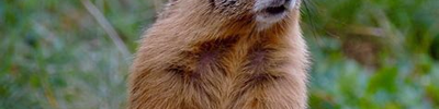 Image de Marmotte